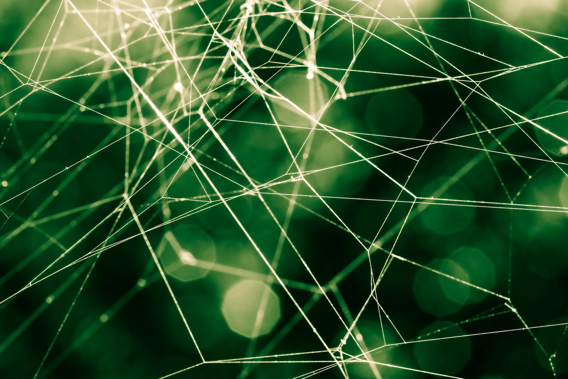 Spider web